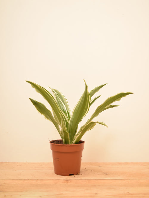 Dracaena fragrans 'White Jewel'