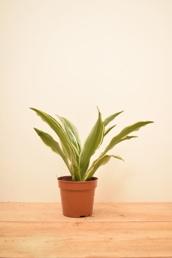 Dracaena fragrans 'White Jewel'