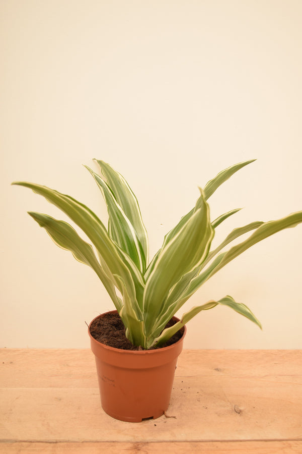 Dracaena fragrans 'White Jewel'