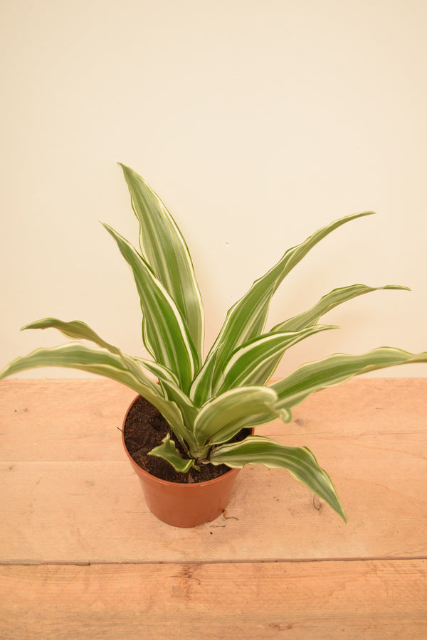 Dracaena fragrans 'White Jewel'