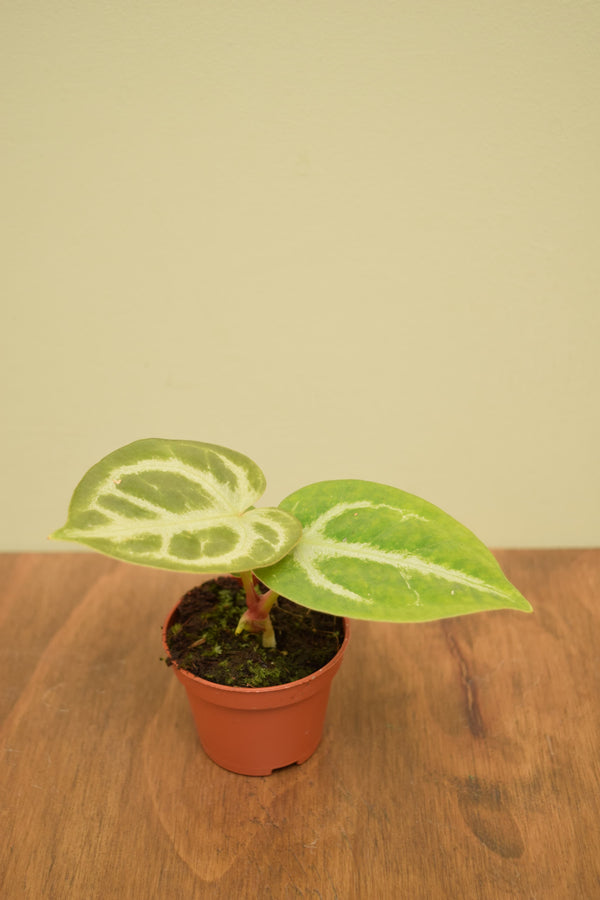 Anthurium crystallinum 'Silver Blush'