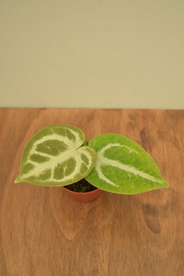 Anthurium crystallinum 'Silver Blush'