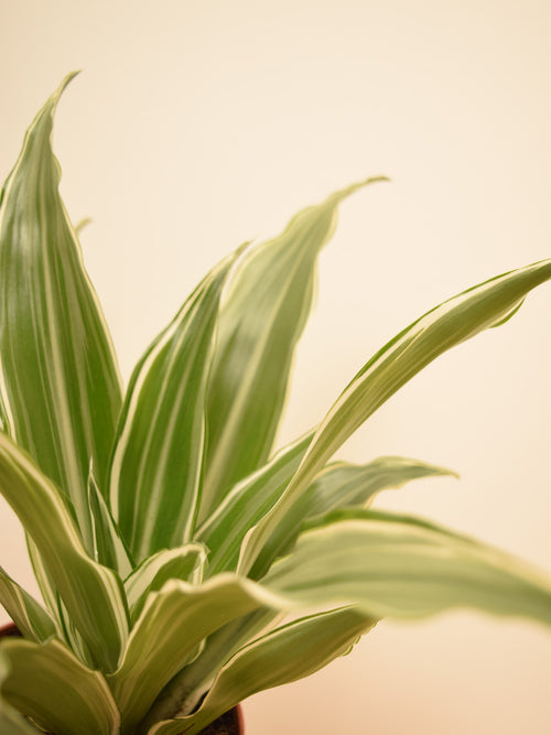 Dracaena fragrans 'White Jewel'