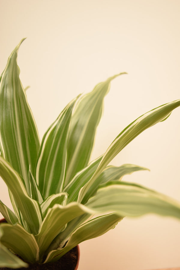 Dracaena fragrans 'White Jewel'