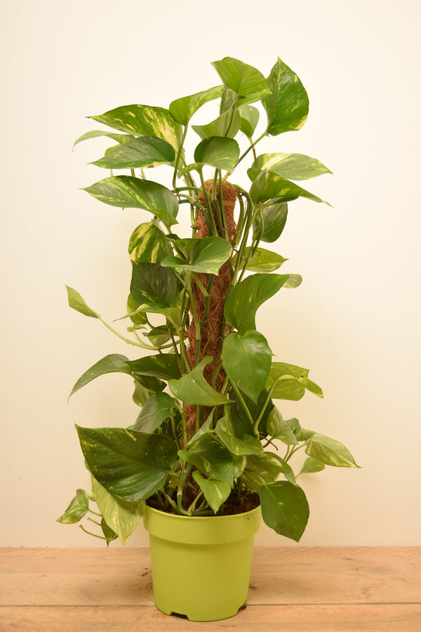 Epipremnum aureum
