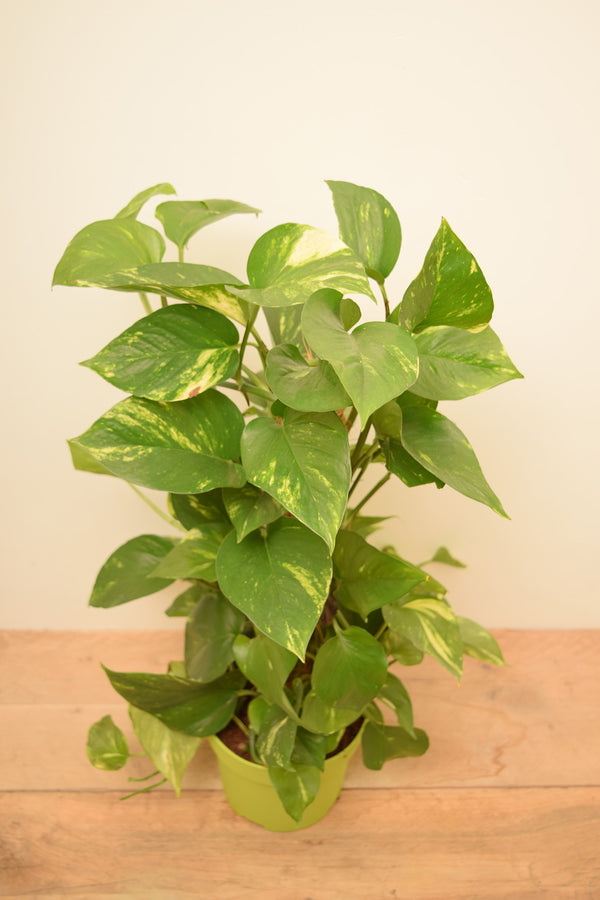 Epipremnum aureum
