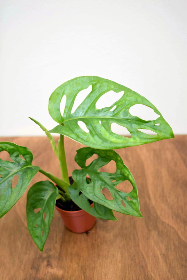 Monstera adansonii