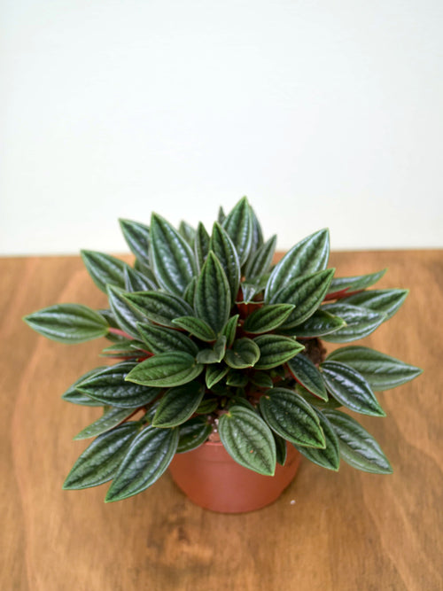 Peperomia caperata 'Rosso'
