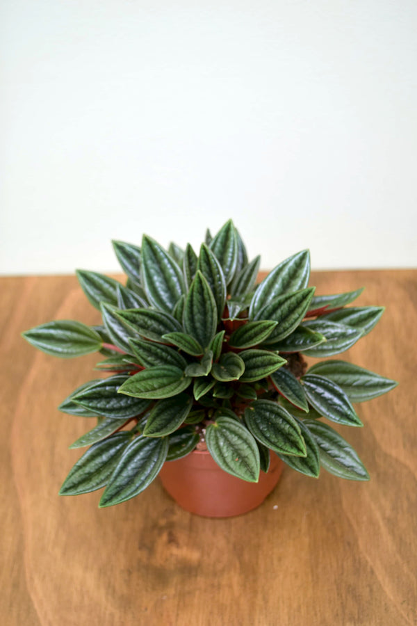 Peperomia caperata 'Rosso'