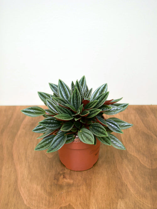 Peperomia caperata 'Rosso'