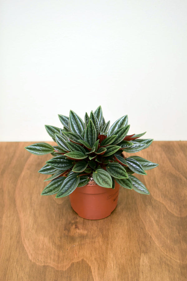 Peperomia caperata 'Rosso'