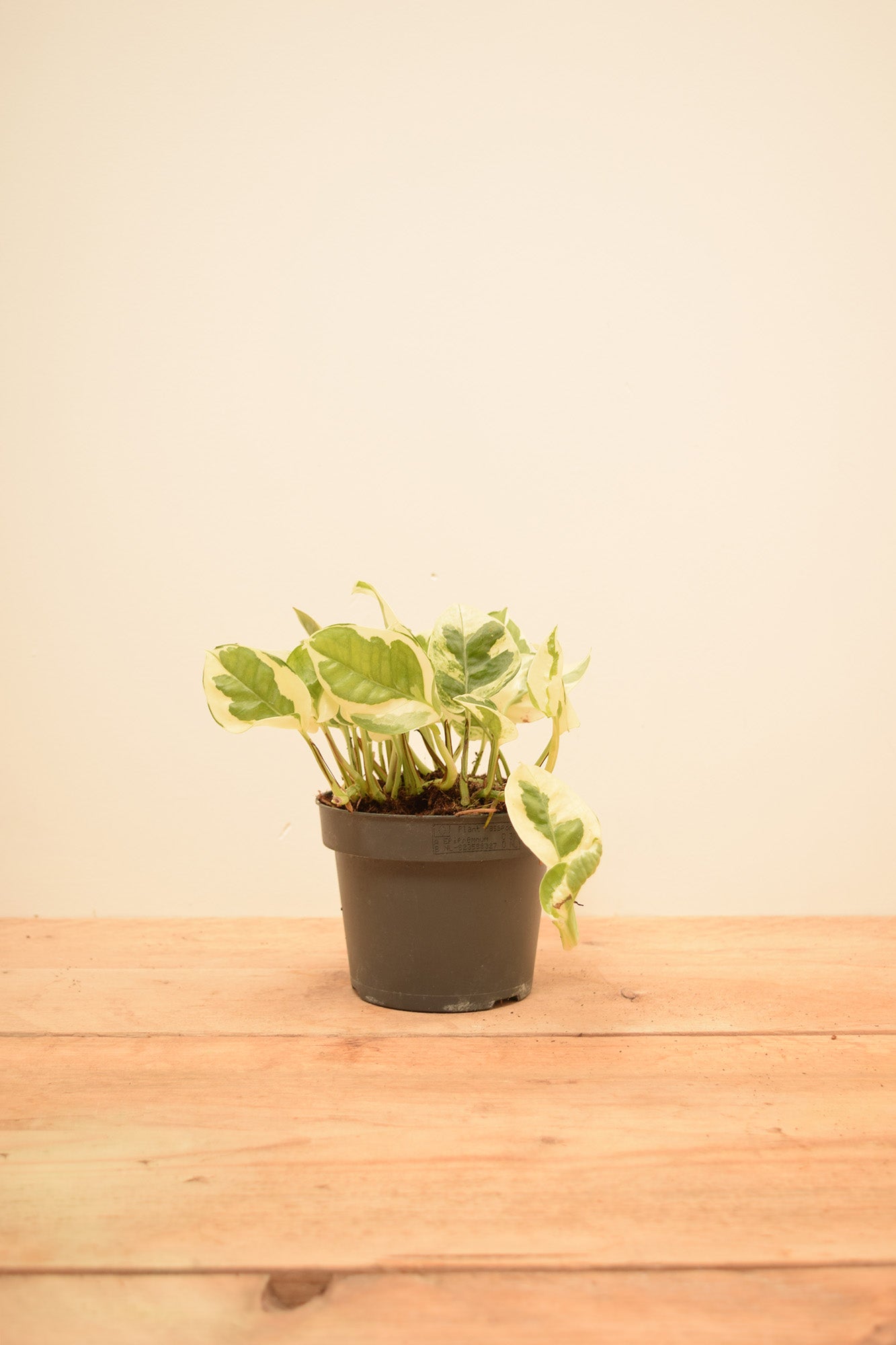 Epipremnum aureum 'NJoy'