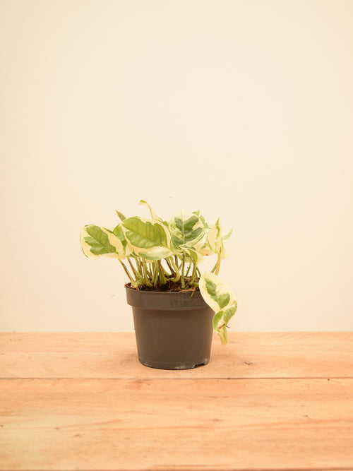 Epipremnum aureum 'NJoy'