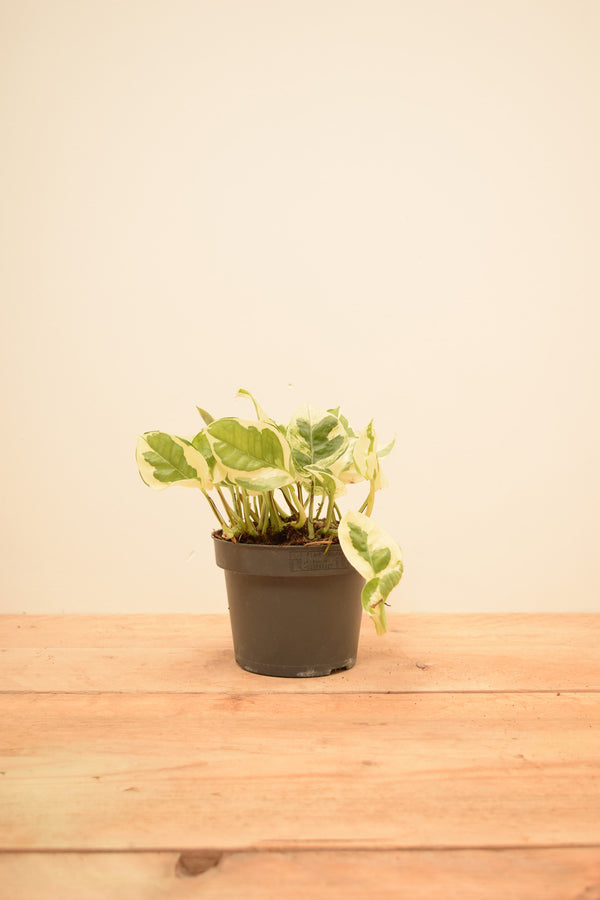 Epipremnum aureum 'NJoy'