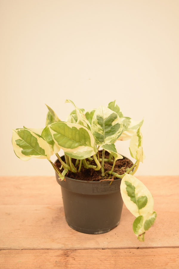 Epipremnum aureum 'NJoy'