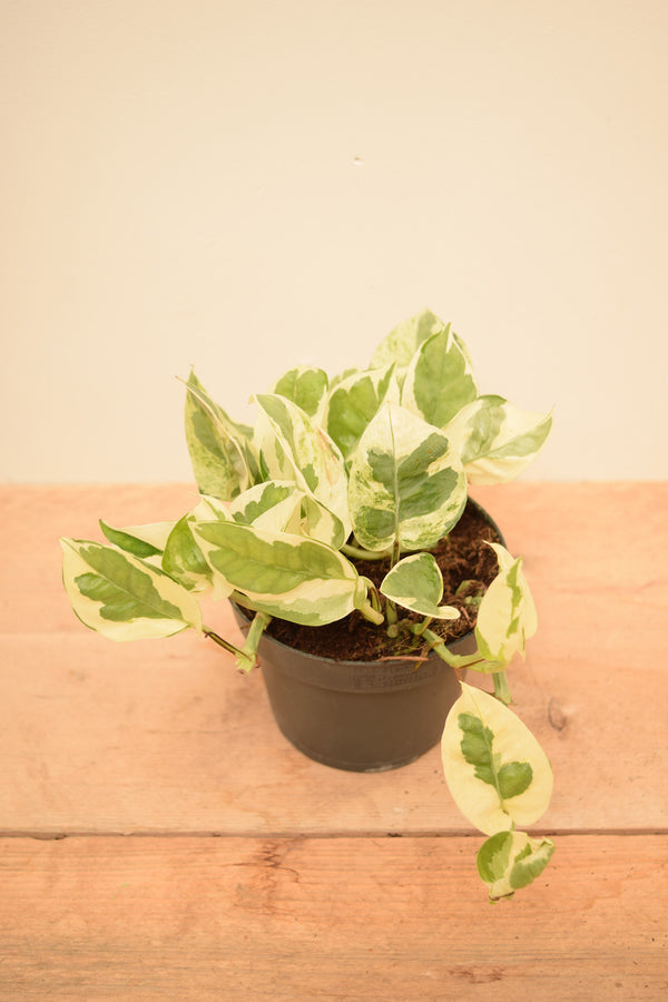 Epipremnum aureum 'NJoy'