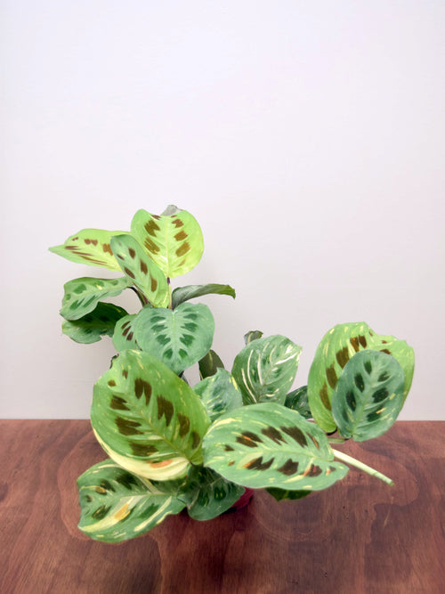 Maranta leuconeura kerchoveana 'Variegata'