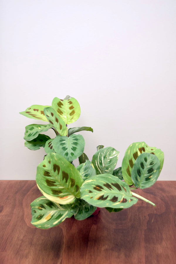 Maranta leuconeura kerchoveana 'Variegata'