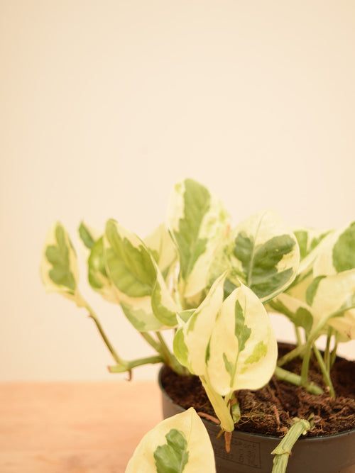 Epipremnum aureum 'NJoy'