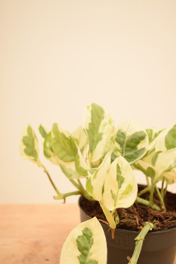 Epipremnum aureum 'NJoy'