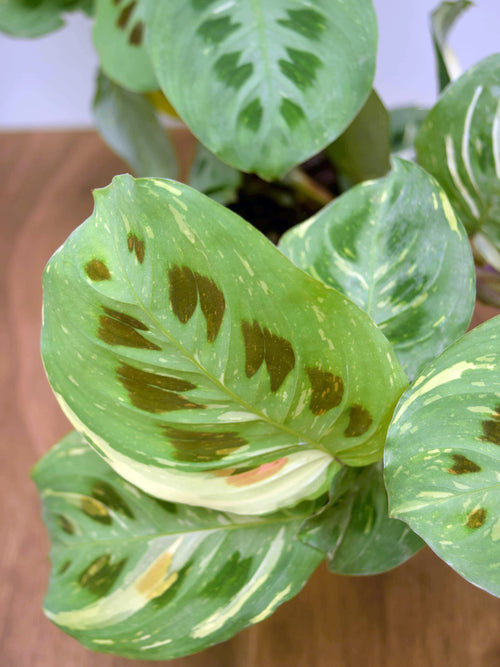 Maranta leuconeura kerchoveana 'Variegata'