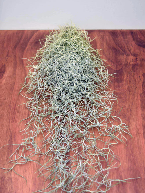 Tillandsia usneoides