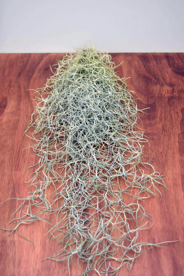 Tillandsia usneoides