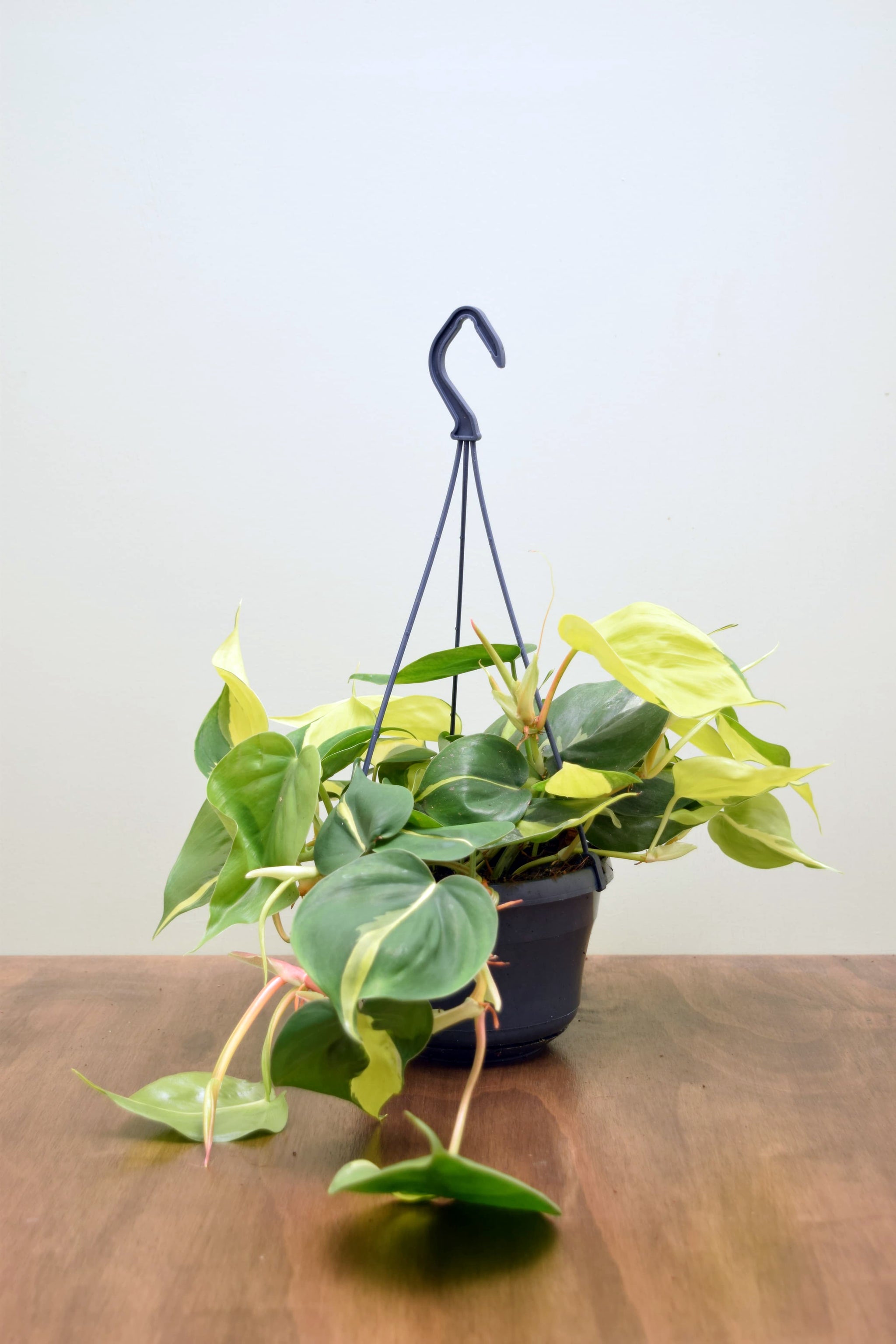 philodendron brasil uk Philodendron hederaceum 'Brasil'