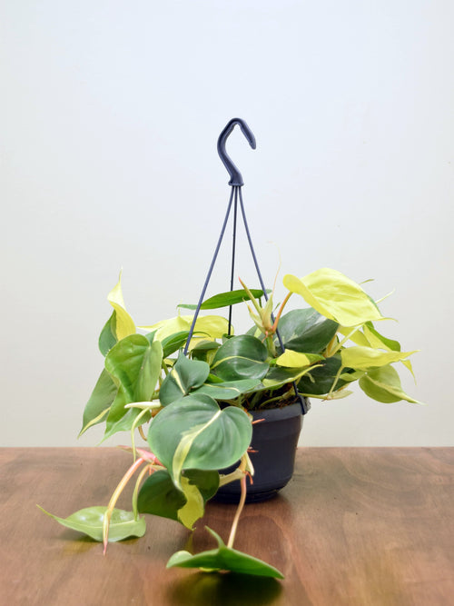 Philodendron hederaceum 'Brasil'