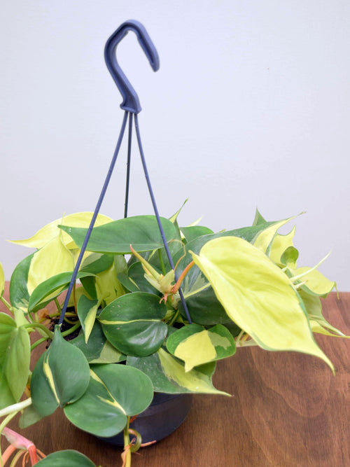 Philodendron hederaceum 'Brasil'