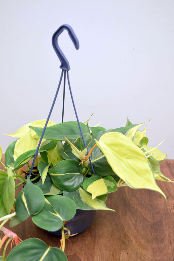 Philodendron hederaceum 'Brasil'