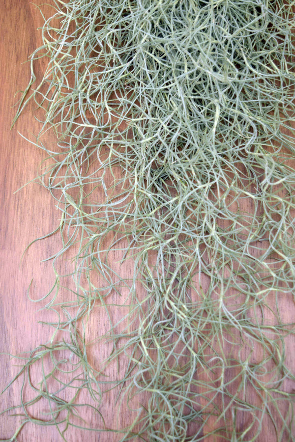 Tillandsia usneoides