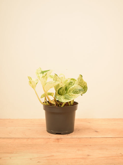 Epipremnum aureum 'Happy Leaf'