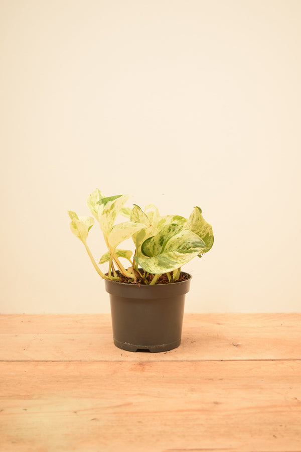 Epipremnum aureum 'Happy Leaf'