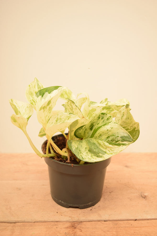 Epipremnum aureum 'Happy Leaf'