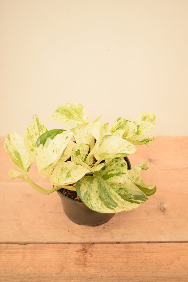 Epipremnum aureum 'Happy Leaf'