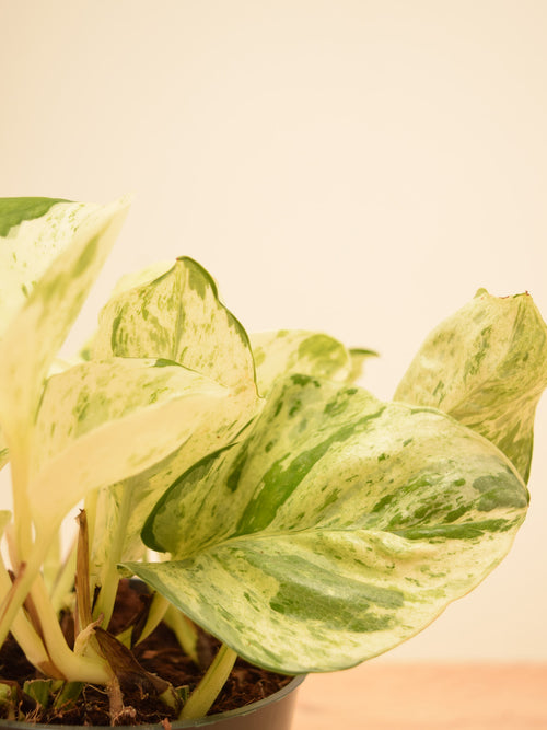 Epipremnum aureum 'Happy Leaf'