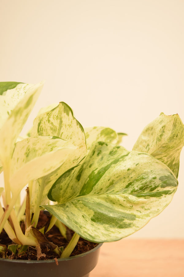 Epipremnum aureum 'Happy Leaf'