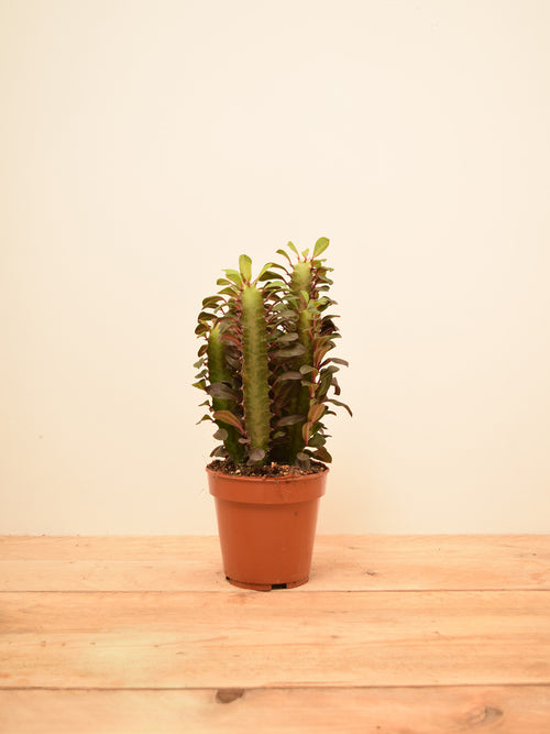 Euphorbia trigona 'Rubra'