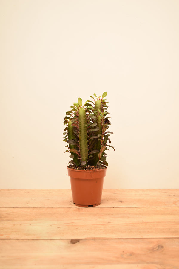 Euphorbia trigona 'Rubra'