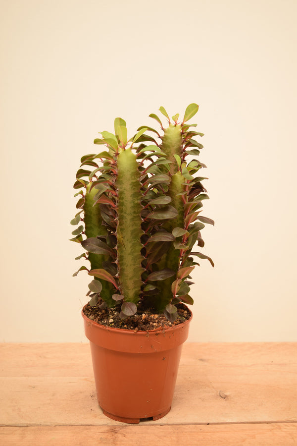 Euphorbia trigona 'Rubra'