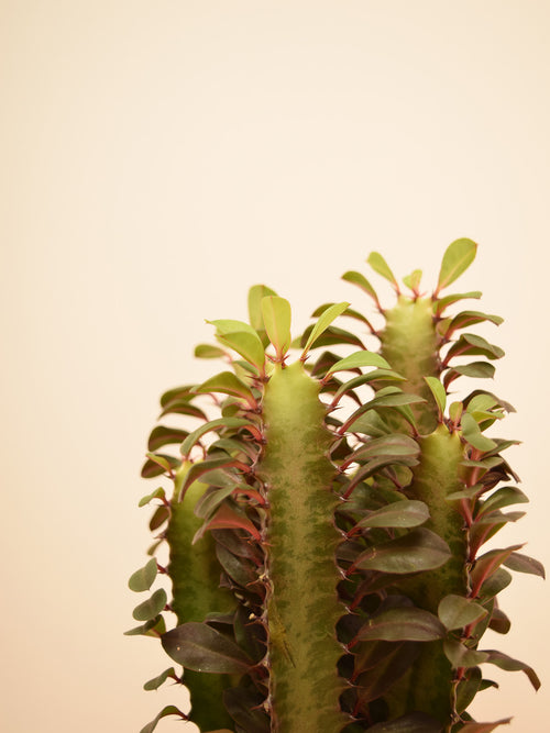 Euphorbia trigona 'Rubra'