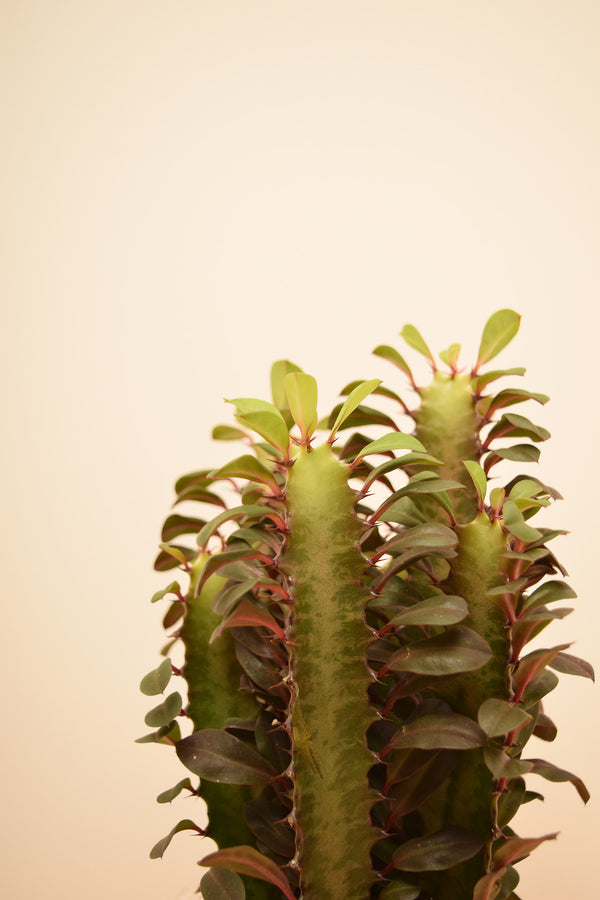 Euphorbia trigona 'Rubra'