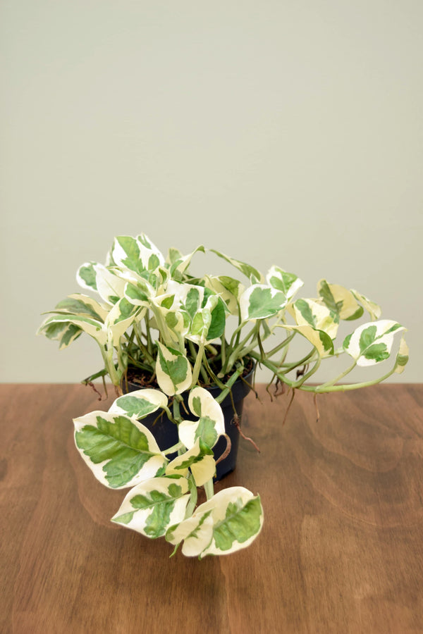 Epipremnum aureum 'NJoy'