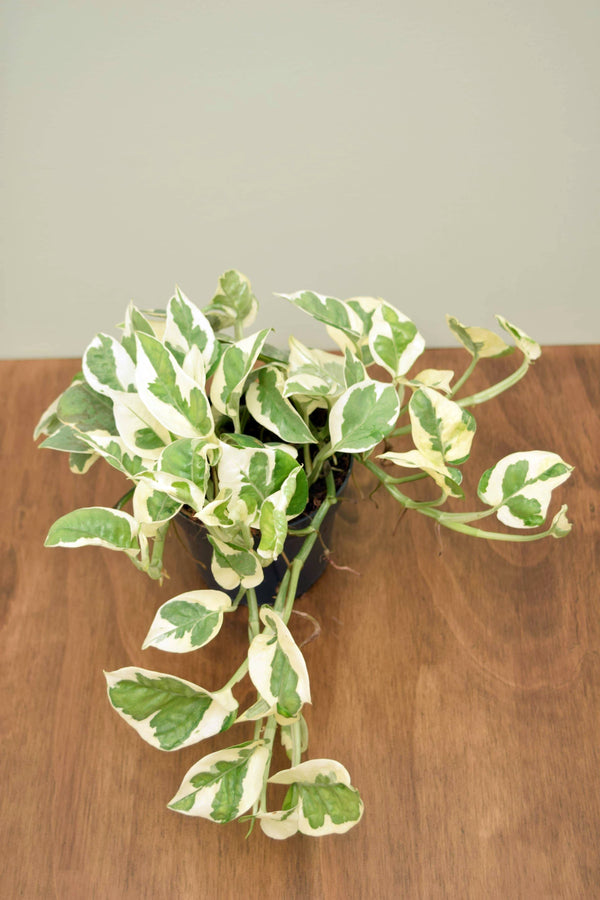 Epipremnum aureum 'NJoy'