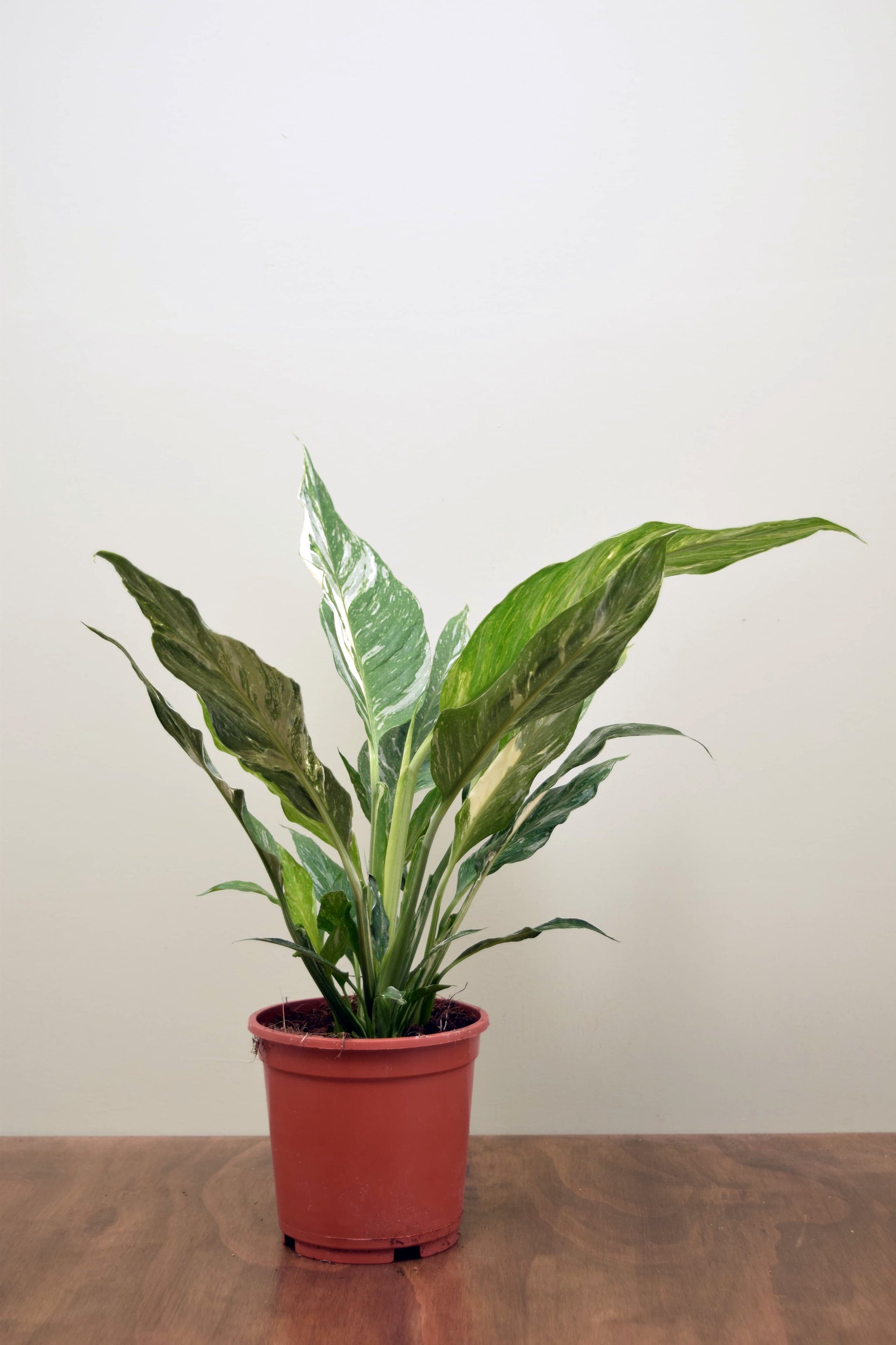 peace lily domino vs diamond Spathiphyllum 'Diamond'