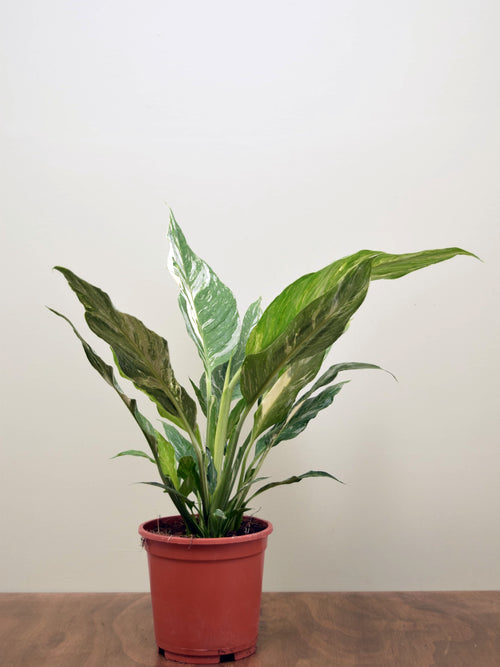 Spathiphyllum 'Diamond'