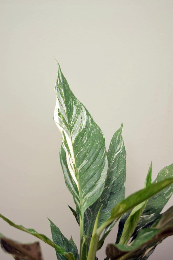 Spathiphyllum 'Diamond'