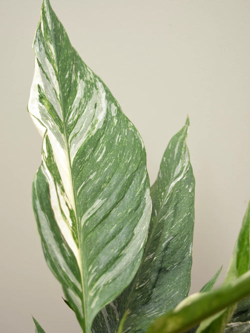 Spathiphyllum 'Diamond'