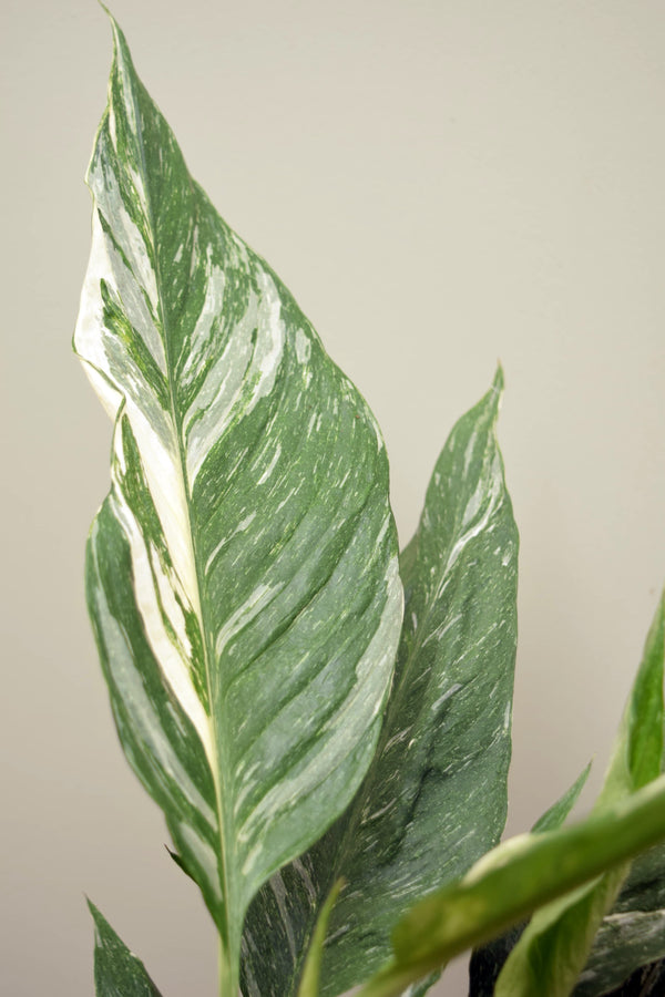 Spathiphyllum 'Diamond'